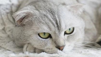 孝感伴游，定制QQ：3494206190微信：act1322